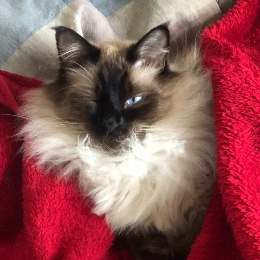 Meet your Posher, Reese